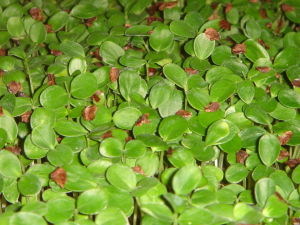 香椿芽苗 香椿芽苗