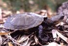 澳洲短頸龜 
