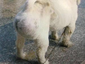 犬會陰疝 犬會陰疝