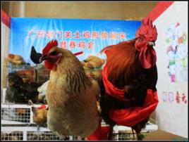 劍門關土雞 劍門關土雞