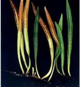 相近石韋 相近石韋