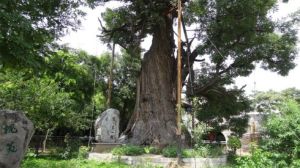 天下第一槐 天下第一槐