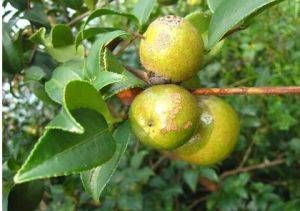 單籽油茶 單籽油茶