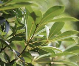 黃枝潤楠 黃枝潤楠