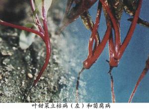 甜菜苗腐病 甜菜苗腐病