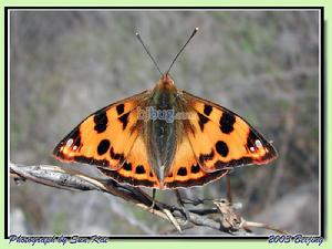 明窗蛺蝶 明窗蛺蝶