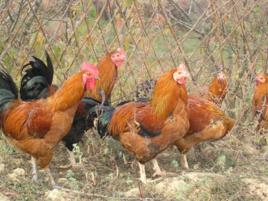 美姑岩鷹雞 美姑岩鷹雞