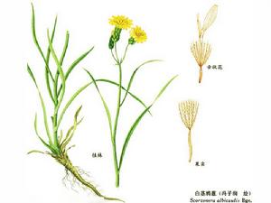 白莖鴉蔥 白莖鴉蔥