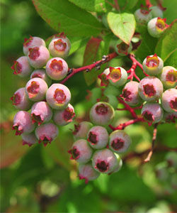 網脈越桔 網脈越桔