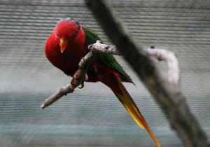 約瑟氏吸蜜鸚鵡庫克羅普斯山亞種