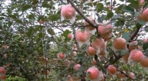 地打果樹皮 地打果樹皮