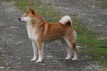 和諧的柴犬人家