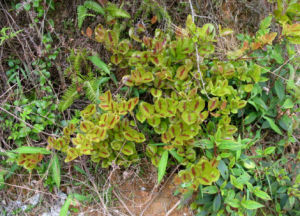 緣毛菝葜 緣毛菝葜