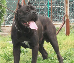 義大利科爾索犬 義大利科爾索犬