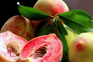 大年溝血桃 大年溝血桃