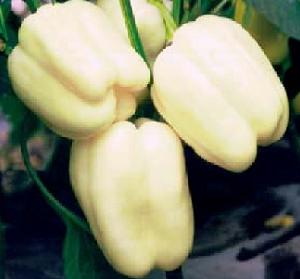 白星2號<a name="ref_&#91;1&#93;"></a>