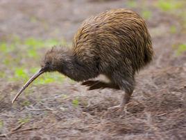 無翼鳥目 無翼鳥目