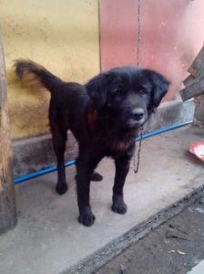 四川涼山犬 四川涼山犬