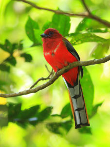 紅頭咬鵑 紅頭咬鵑