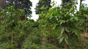 冰淇淋樹 （整株）