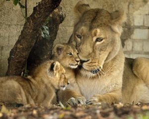 英國倫敦動物園裡亞洲獅