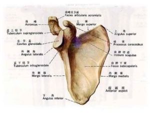 肩胛頸及肩胛盂骨折