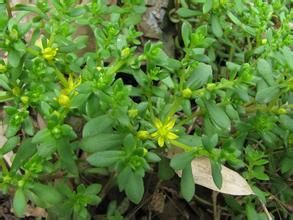 珠芽半枝 珠芽半枝