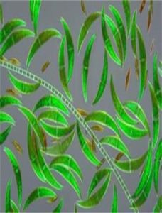 雙胞新月藻 雙胞新月藻