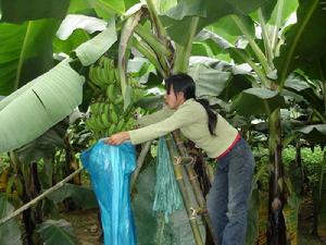 發展重點：香蕉