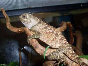 刺背角蜥 刺背角蜥