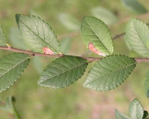 香石竹葉枯病 香石竹葉枯病