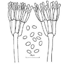 產紫青黴 產紫青黴