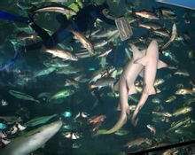 青島海底世界各種生物照片