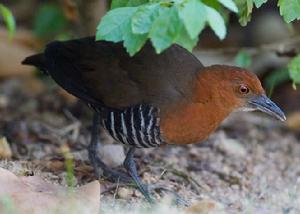 白喉斑秧雞海南亞種(圖2)