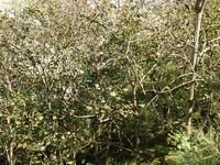 汽一波村發展重點－經濟林木