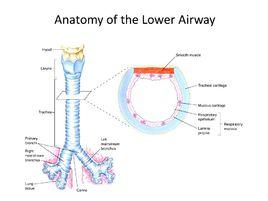 下呼吸道組成 下呼吸道組成