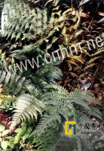 黑色鱗毛蕨 黑色鱗毛蕨