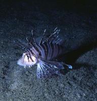 龍鬚獅子魚 龍鬚獅子魚