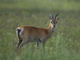 普氏羚羊 普氏羚羊