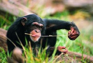 會用工具的黑猩猩