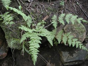 膀胱岩蕨 膀胱岩蕨