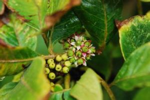 硬毛吳萸 硬毛吳萸