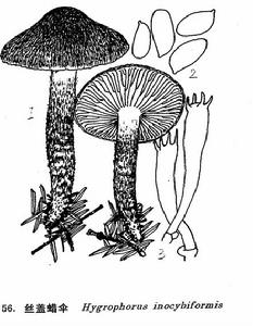 絲蓋蠟傘 絲蓋蠟傘