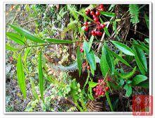 百兩金各種形態