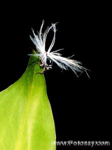 菱紫葉蟬 菱紫葉蟬