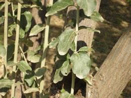 大果沙棗 大果沙棗