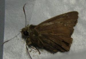 雕形傘弄蝶 雕形傘弄蝶