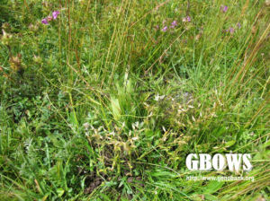 喜泉卷耳 喜泉卷耳