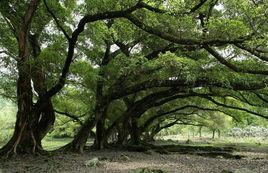 廈門古榕公園 廈門古榕公園