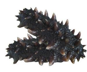 （圖）什錦海參